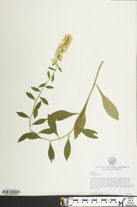 Solidago bicolor image