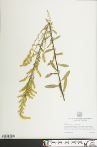 Solidago nemoralis subsp. nemoralis image