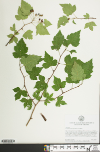 Crataegus phaenopyrum image