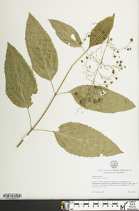 Scrophularia marilandica image