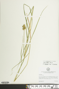 Carex alata image