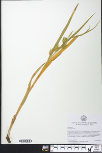 Carex folliculata image