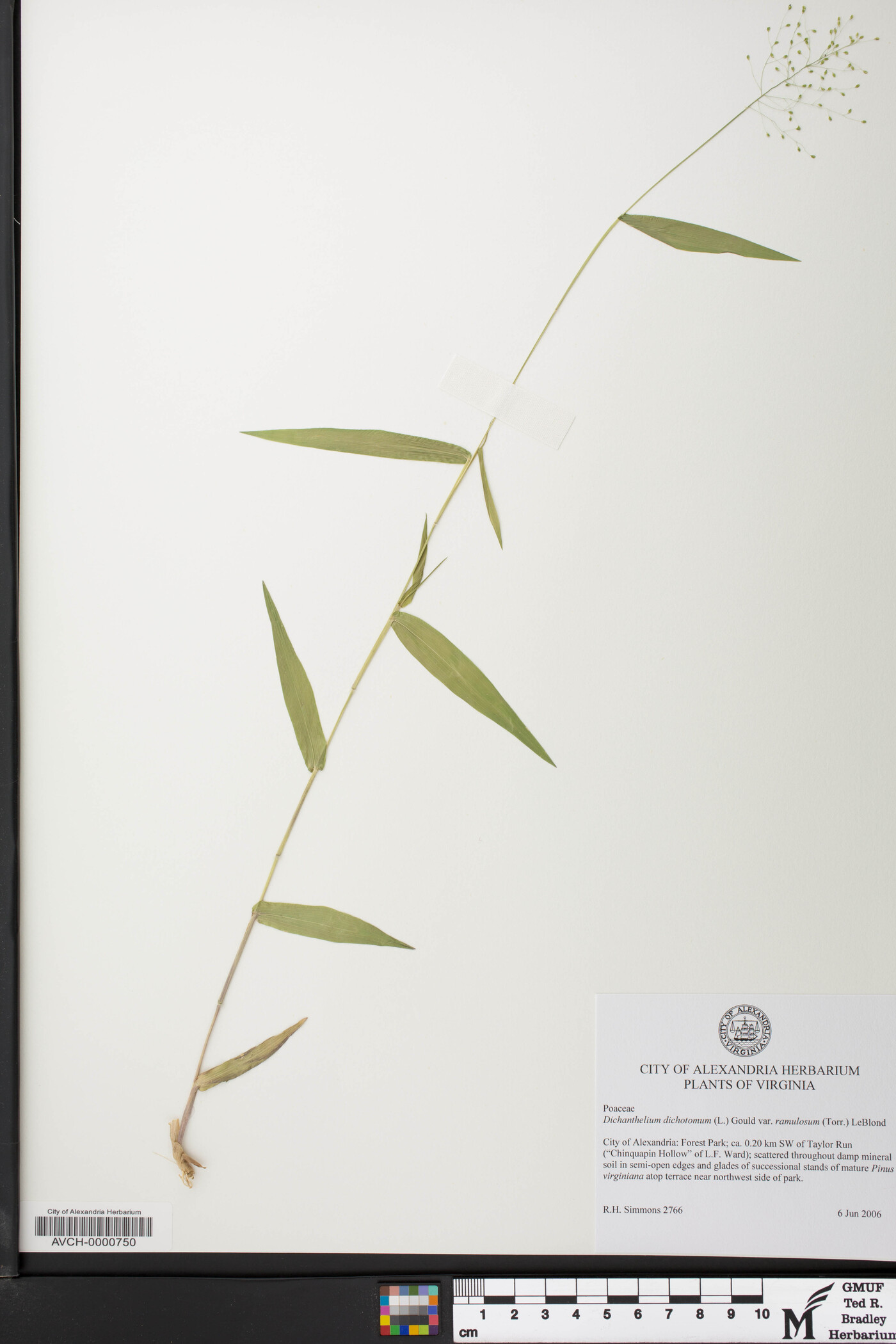 Dichanthelium dichotomum var. ramulosum image