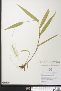 Dichanthelium polyanthes image