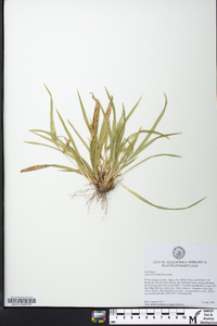 Carex abscondita image