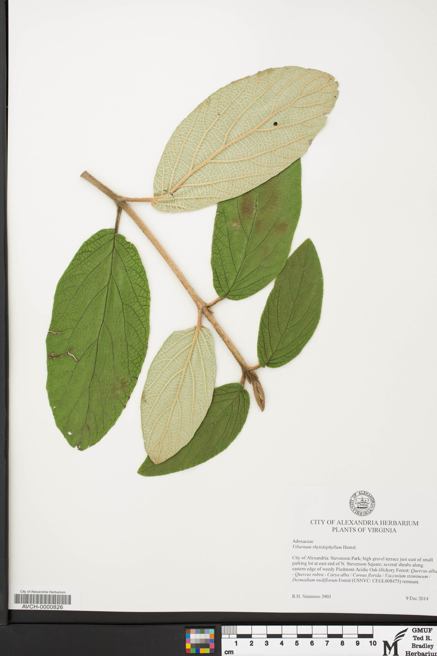 Viburnum rhytidophyllum image
