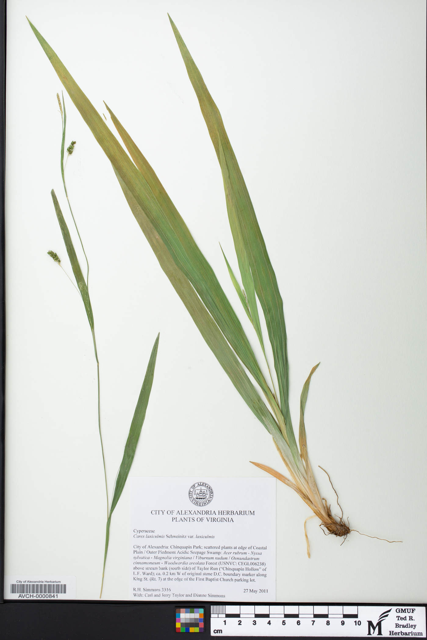 Carex laxiculmis var. laxiculmis image