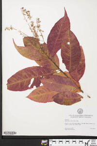 Oxydendrum arboreum image