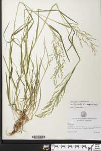 Poa trivialis image