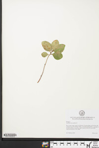 Gaultheria procumbens image