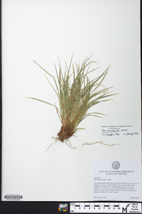 Carex nigromarginata image