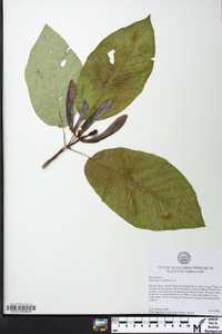 Magnolia acuminata image