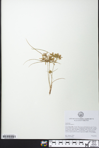 Cyperus flavescens image