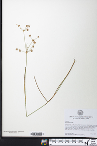 Juncus debilis image