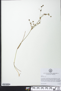 Juncus debilis image