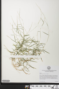 Muhlenbergia schreberi image