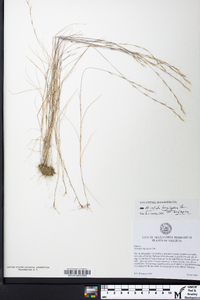 Aristida longespica var. longespica image