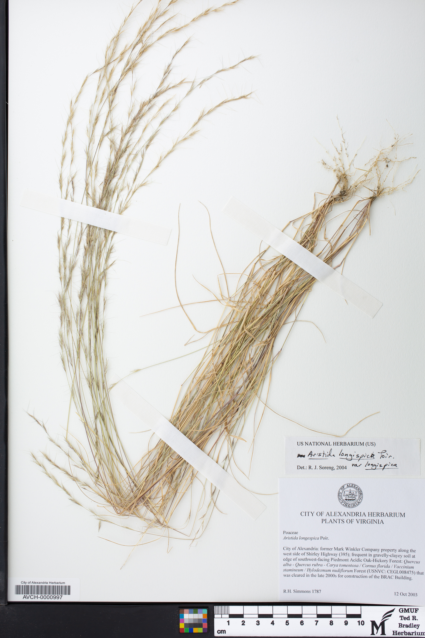 Aristida longespica var. longespica image