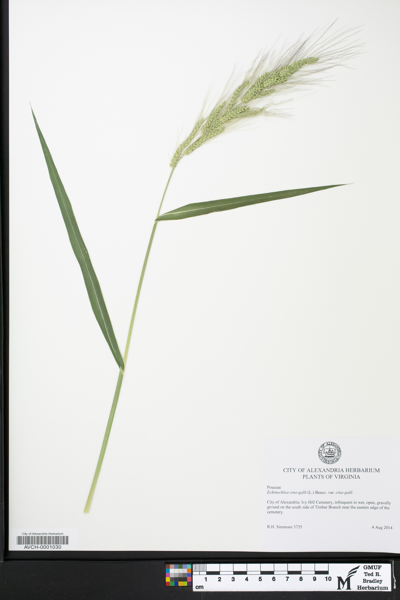 Echinochloa crus-galli var. crus-galli image