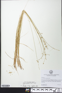 Carex radiata image