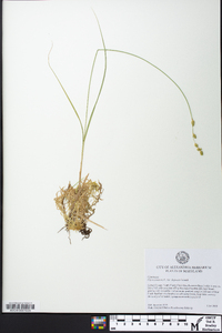 Carex canescens subsp. disjuncta image