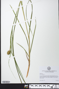 Carex squarrosa image