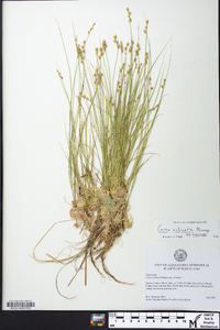 Carex echinata image