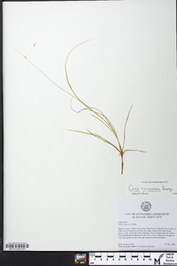 Carex trisperma image