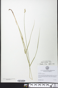 Carex normalis image