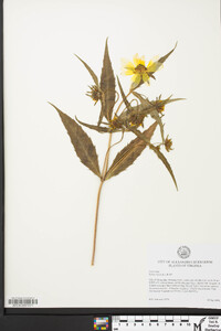 Bidens laevis image