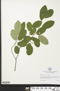 Amelanchier canadensis image