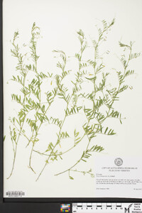 Vicia tetrasperma image