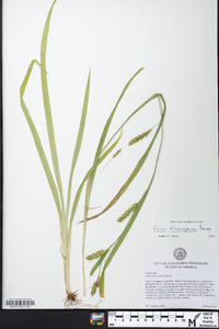 Carex flaccosperma image