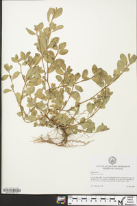 Polygonum erectum image