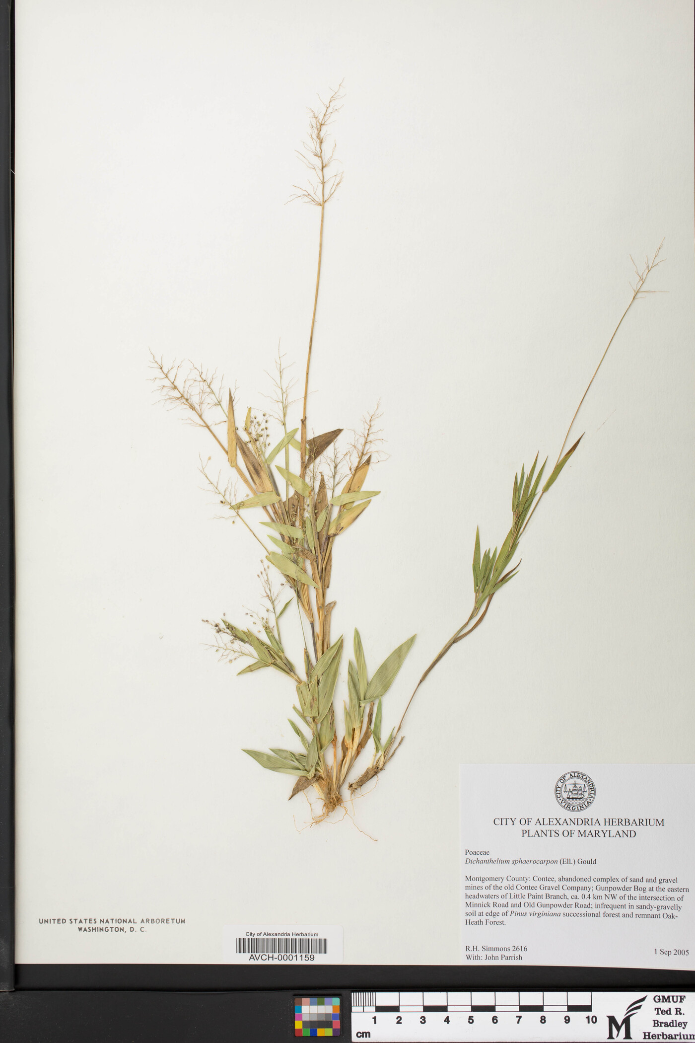 Dichanthelium sphaerocarpon image