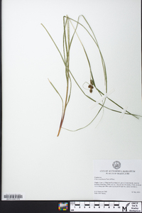 Carex complanata image