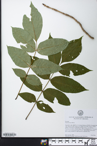 Fraxinus nigra image