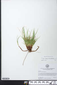 Carex tonsa image