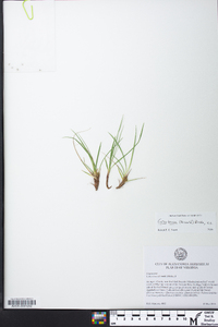 Carex tonsa image