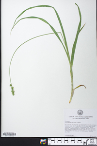 Carex sparganioides image