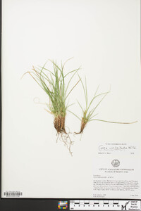 Carex umbellata image