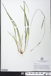 Carex styloflexa image