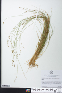 Carex brunnescens var. sphaerostachya image