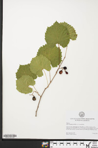 Muscadinia rotundifolia var. rotundifolia image