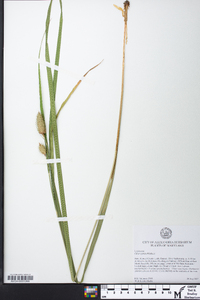 Carex typhina image