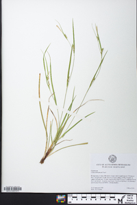 Carex planispicata image