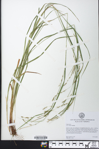 Carex debilis var. debilis image