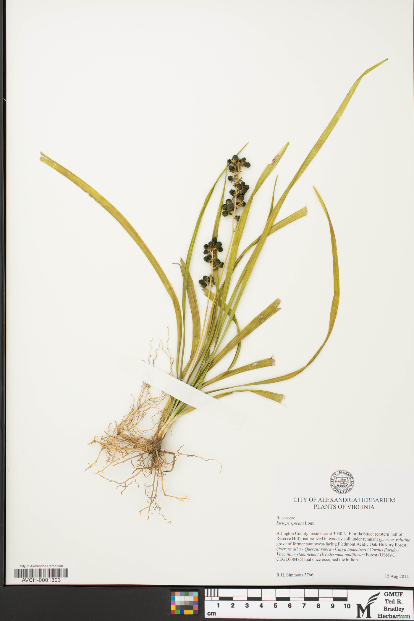 Liriope spicata image