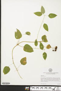 Smilax herbacea image