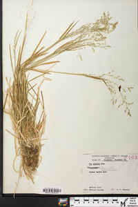 Poa alsodes image